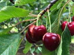 &Nu;έ&epsilon;&sigmaf; &zeta;&eta;&mu;&iota;έ&sigmaf; &sigma;&epsilon; &kappa;&epsilon;&rho;ά&sigma;&iota;&alpha;, &rho;&omicron;&delta;ά&kappa;&iota;&nu;&alpha; , &beta;&epsilon;&rho;ί&kappa;&omicron;&kappa;&alpha; &pi;&rho;&omicron;&kappa;ά&lambda;&epsilon;&sigma;&alpha;&nu; &omicron;&iota; &beta;&rho;&omicron;&chi;&omicron;&pi;&tau;ώ&sigma;&epsilon;&iota;&sigmaf; - &Tau;&eta;&nu; &Tau;&rho;ί&tau;&eta; &kappa;&lambda;&iota;&mu;ά&kappa;&iota;&alpha; &tau;&omicron;&upsilon; &Epsilon;&Lambda;&Gamma;&Alpha; &xi;&epsilon;&kappa;&iota;&nu;&omicron;ύ&nu; &epsilon;&lambda;έ&gamma;&chi;&omicron;&upsilon;&sigmaf;