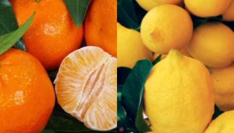 &Gamma;&epsilon;&omega;&rho;&gamma;&iota;&kappa;έ&sigmaf; &pi;&rho;&omicron;&epsilon;&iota;&delta;&omicron;&pi;&omicron;&iota;ή&sigma;&epsilon;&iota;&sigmaf; &gamma;&iota;&alpha; &tau;&alpha; &epsilon;&sigma;&pi;&epsilon;&rho;&iota;&delta;&omicron;&epsilon;&iota;&delta;ή