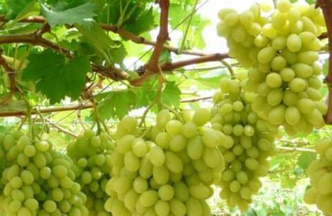 &Kappa;&Epsilon;&Omicron;&Sigma;&Omicron;&Epsilon;: Copa-Cogeca: &Xi;&eta;&rho;&alpha;&sigma;ί&alpha;, &upsilon;&psi;&eta;&lambda;έ&sigmaf; &theta;&epsilon;&rho;&mu;&omicron;&kappa;&rho;&alpha;&sigma;ί&epsilon;&sigmaf; &amp; &alpha;ύ&xi;&eta;&sigma;&eta; &kappa;ό&sigma;&tau;&omicron;&upsilon;&sigmaf; &pi;&alpha;&rho;&alpha;&gamma;&omega;&gamma;ή&sigmaf;, &chi;&alpha;&rho;&alpha;&kappa;&tau;&eta;&rho;ί&zeta;&omicron;&upsilon;&nu; &tau;&eta; &sigma;&upsilon;&gamma;&kappa;&omicron;&mu;&iota;&delta;ή &sigma;&tau;&alpha;&phi;&upsilon;&lambda;&iota;ώ&nu; &tau;&eta;&sigmaf; &Epsilon;&Epsilon;