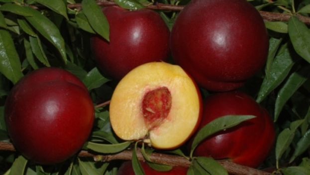 Ά&rho;&nu;&eta;&sigma;&eta; &gamma;&iota;&alpha; &theta;έ&sigma;&pi;&iota;&sigma;&eta; &kappa;&alpha;&tau;ώ&tau;&alpha;&tau;&omega;&nu; &tau;&iota;&mu;ώ&nu; &alpha;&pi;ό &tau;&eta;&nu; &Iota;&sigma;&pi;&alpha;&nu;&iota;&kappa;ή &kappa;&upsilon;&beta;έ&rho;&nu;&eta;&sigma;&eta;