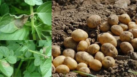 &Pi;&epsilon;&rho;&omicron;&nu;ό&sigma;&pi;&omicron;&rho;&omicron;&sigmaf; &tau;&eta;&sigmaf; &Pi;&alpha;&tau;ά&tau;&alpha;&sigmaf; : &Omicron;&delta;&eta;&gamma;ί&epsilon;&sigmaf; &alpha;&nu;&tau;&iota;&mu;&epsilon;&tau;ώ&pi;&iota;&sigma;&eta;&sigmaf;