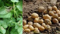 &Pi;&epsilon;&rho;&omicron;&nu;ό&sigma;&pi;&omicron;&rho;&omicron;&sigmaf; &tau;&eta;&sigmaf; &Pi;&alpha;&tau;ά&tau;&alpha;&sigmaf; : &Omicron;&delta;&eta;&gamma;ί&epsilon;&sigmaf; &alpha;&nu;&tau;&iota;&mu;&epsilon;&tau;ώ&pi;&iota;&sigma;&eta;&sigmaf;