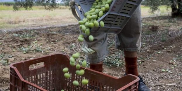 &Sigma;&upsilon;&gamma;&kappa;&omicron;&mu;&iota;&delta;ή &epsilon;&lambda;&iota;ά&sigmaf;: &Alpha;&nu;&alpha;&kappa;&omicron;ί&nu;&omega;&sigma;&eta; &Alpha;&gamma;&rho;&omicron;&tau;&iota;&kappa;&omicron;ύ &Sigma;&upsilon;&lambda;&lambda;ό&gamma;&omicron;&upsilon; &Omicron;&rho;&mu;ύ&lambda;&iota;&alpha;&sigmaf; &Chi;&alpha;&lambda;&kappa;&iota;&delta;&iota;&kappa;ή&sigmaf; &gamma;&iota;&alpha; &tau;&omicron;&upsilon;&sigmaf; &epsilon;&rho;&gamma;ά&tau;&epsilon;&sigmaf; &gamma;&eta;&sigmaf; (&Mu;&epsilon;&tau;&alpha;&kappa;&lambda;ή&sigma;&epsilon;&iota;&sigmaf;)