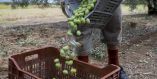 &Sigma;&upsilon;&gamma;&kappa;&omicron;&mu;&iota;&delta;ή &epsilon;&lambda;&iota;ά&sigmaf;: &Alpha;&nu;&alpha;&kappa;&omicron;ί&nu;&omega;&sigma;&eta; &Alpha;&gamma;&rho;&omicron;&tau;&iota;&kappa;&omicron;ύ &Sigma;&upsilon;&lambda;&lambda;ό&gamma;&omicron;&upsilon; &Omicron;&rho;&mu;ύ&lambda;&iota;&alpha;&sigmaf; &Chi;&alpha;&lambda;&kappa;&iota;&delta;&iota;&kappa;ή&sigmaf; &gamma;&iota;&alpha; &tau;&omicron;&upsilon;&sigmaf; &epsilon;&rho;&gamma;ά&tau;&epsilon;&sigmaf; &gamma;&eta;&sigmaf; (&Mu;&epsilon;&tau;&alpha;&kappa;&lambda;ή&sigma;&epsilon;&iota;&sigmaf;)