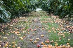 &Epsilon;&pi;&iota;&sigma;&tau;&omicron;&lambda;ή &Sigma;&tau;&alpha;&mu;&epsilon;&nu;ί&tau;&eta; &sigma;&tau;&omicron;&nu; &Upsilon;&Pi;&Alpha;&Alpha;&Tau; &gamma;&iota;&alpha; &alpha;&pi;&omicron;&zeta;&eta;&mu;&iota;ώ&sigma;&epsilon;&iota;&sigmaf; &sigma;&tau;&omicron; &rho;&omicron;&delta;ά&kappa;&iota;&nu;&omicron; &lambda;ό&gamma;&omega; &tau;&omega;&nu; &beta;&rho;&omicron;&chi;&omicron;&pi;&tau;ώ&sigma;&epsilon;&omega;&nu;