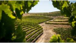 &Gamma;&epsilon;&omega;&rho;&gamma;&iota;&kappa;έ&sigmaf; &pi;&rho;&omicron;&epsilon;&iota;&delta;&omicron;&pi;&omicron;&iota;ή&sigma;&epsilon;&iota;&sigmaf; &gamma;&iota;&alpha; &tau;&omicron; &Alpha;&mu;&pi;έ&lambda;&iota;