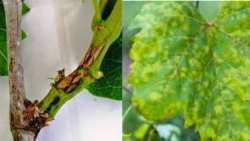 &Gamma;&epsilon;&omega;&rho;&gamma;&iota;&kappa;έ&sigmaf; &pi;&rho;&omicron;&epsilon;&iota;&delta;&omicron;&pi;&omicron;&iota;ή&sigma;&epsilon;&iota;&sigmaf; &gamma;&iota;&alpha; &tau;&omicron; &Alpha;&mu;&pi;έ&lambda;&iota;