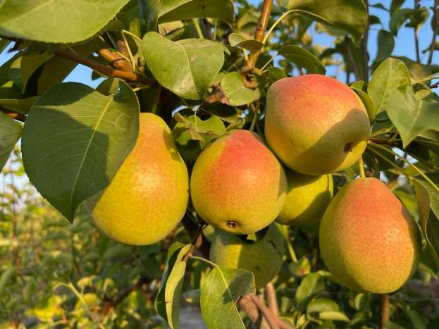 EDEN &tau;&omicron; &alpha;&chi;&lambda;ά&delta;&iota; &pi;&omicron;&upsilon; &alpha;&lambda;&lambda;ά&zeta;&epsilon;&iota; &tau;&alpha; &delta;&epsilon;&delta;&omicron;&mu;έ&nu;&alpha;!
