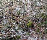 &Chi;&alpha;&lambda;ά&zeta;&iota; &pi;&rho;&omicron;&kappa;ά&lambda;&epsilon;&sigma;&epsilon; &kappa;&alpha;&tau;&alpha;&sigma;&tau;&rho;&omicron;&phi;έ&sigmaf; &sigma;&tau;&iota;&sigmaf; &kappa;&alpha;&lambda;&lambda;&iota;έ&rho;&gamma;&epsilon;&iota;&epsilon;&sigmaf; &tau;&omicron;&upsilon; &Nu;. &Kappa;&alpha;&rho;&delta;ί&tau;&sigma;&alpha;&sigmaf; - Έ&nu;&tau;&omicron;&nu;&eta; &chi;&alpha;&lambda;&alpha;&zeta;ό&pi;&tau;&omega;&sigma;&eta; &kappa;&alpha;&iota; &sigma;&tau;&eta; &Nu;&alpha;ύ&pi;&alpha;&kappa;&tau;&omicron; (&Beta;ί&nu;&tau;&epsilon;&omicron;)