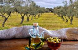 &Beta;&iota;&omicron;&lambda;&omicron;&gamma;&iota;&kappa;ό &epsilon;&lambda;&alpha;&iota;ό&lambda;&alpha;&delta;&omicron;: &Tau;&alpha; &beta;ή&mu;&alpha;&tau;&alpha; &pi;&omicron;&upsilon; &pi;&rho;έ&pi;&epsilon;&iota; &nu;&alpha; &alpha;&kappa;&omicron;&lambda;&omicron;&upsilon;&theta;ή&sigma;&epsilon;&iota; έ&nu;&alpha;&sigmaf; &epsilon;&lambda;&alpha;&iota;&omicron;&pi;&alpha;&rho;&alpha;&gamma;&omega;&gamma;ό&sigmaf; ώ&sigma;&tau;&epsilon; &nu;&alpha; &mu;&eta; &beta;&rho;&epsilon;&theta;&epsilon;ί &pi;&rho;&omicron; &epsilon;&kappa;&pi;&lambda;ή&xi;&epsilon;&omega;&sigmaf;