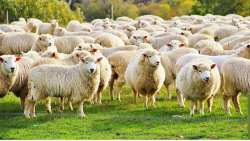 2&eta; &Pi;&rho;ό&sigma;&kappa;&lambda;&eta;&sigma;&eta; &tau;&omicron;&upsilon; &Mu;έ&tau;&rho;&omicron;&upsilon; 22 &tau;&omicron;&upsilon; &Pi;&Alpha;&Alpha; &gamma;&iota;&alpha; &tau;&eta;&nu; &epsilon;&nu;ί&sigma;&chi;&upsilon;&sigma;&eta; &tau;&eta;&sigmaf; &kappa;&tau;&eta;&nu;&omicron;&tau;&rho;&omicron;&phi;ί&alpha;&sigmaf; &mu;&epsilon; 4,1 &epsilon;&kappa;. &euro;