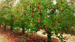 &Mu;έ&sigma;&omega; de minimis &mu;&epsilon; 300 &euro; &alpha;&nu;ά &sigma;&tau;&rho;έ&mu;&mu;&alpha; &alpha;&pi;&omicron;&zeta;&eta;&mu;&iota;ώ&nu;&omicron;&nu;&tau;&alpha;&iota; &omicron;&iota; &mu;&eta;&lambda;&omicron;&kappa;&alpha;&lambda;&lambda;&iota;&epsilon;&rho;&gamma;&eta;&tau;έ&sigmaf; &tau;&eta;&sigmaf; &Pi;&Epsilon; &Lambda;ά&rho;&iota;&sigma;&alpha;&sigmaf;