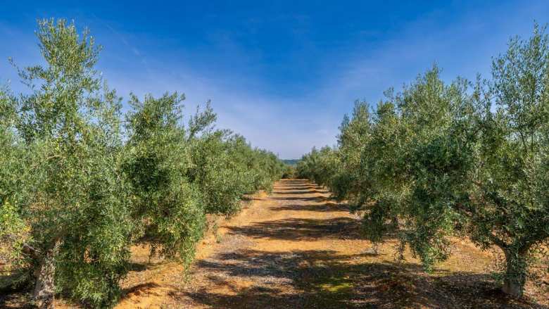 &Alpha;&nu;&delta;&rho;&iota;&alpha;&nu;ό&sigmaf;: &Eta; &delta;&iota;&alpha;&tau;ή&rho;&eta;&sigma;&eta; &tau;&eta;&sigmaf; &pi;&alpha;&rho;έ&kappa;&kappa;&lambda;&iota;&sigma;&eta;&sigmaf; &tau;&omicron;&upsilon; &epsilon;&lambda;ά&chi;&iota;&sigma;&tau;&omicron;&upsilon; &omicron;&rho;ί&omicron;&upsilon; &omicron;&lambda;&iota;&kappa;ώ&nu; &sigma;&tau;&epsilon;&rho;&omicron;&lambda;ώ&nu; &gamma;&iota;&alpha; &tau;&alpha; &epsilon;&xi;&alpha;&iota;&rho;&epsilon;&tau;&iota;&kappa;ά &pi;&alpha;&rho;&theta;έ&nu;&alpha; &epsilon;&lambda;&alpha;&iota;ό&lambda;&alpha;&delta;&alpha; &Kappa;&omicron;&rho;&omega;&nu;έ&iota;&kappa;&eta;&sigmaf; &sigma;&upsilon;&nu;&iota;&sigma;&tau;ά &iota;&delta;&iota;&alpha;ί&tau;&epsilon;&rho;&alpha; &theta;&epsilon;&tau;&iota;&kappa;ή &epsilon;&xi;έ&lambda;&iota;&xi;&eta; &gamma;&iota;&alpha; &tau;&eta;&nu; &epsilon;&lambda;&lambda;&eta;&nu;&iota;&kappa;ή &epsilon;&lambda;&alpha;&iota;&omicron;&kappa;&omicron;&mu;ί&alpha;