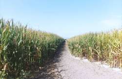 &Pi;&alpha;&rho;&alpha;&tau;&epsilon;ί&nu;&epsilon;&tau;&alpha;&iota; &eta; &upsilon;&pi;&omicron;&chi;&rho;έ&omega;&sigma;&eta; &delta;ή&lambda;&omega;&sigma;&eta;&sigmaf; &alpha;&pi;&omicron;&theta;&epsilon;&mu;ά&tau;&omega;&nu; &gamma;&iota;&alpha; &tau;&rho;&epsilon;&iota;&sigmaf; &alpha;&kappa;ό&mu;&eta; &mu;ή&nu;&epsilon;&sigmaf;