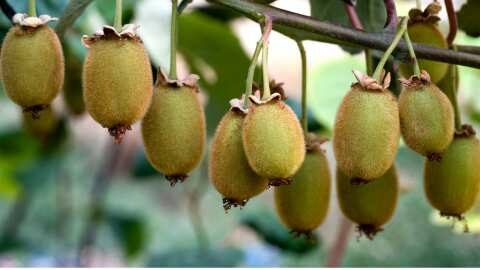 &Mu;&epsilon;&tau;ά &tau;&eta; &Beta;&rho;&alpha;&zeta;&iota;&lambda;ί&alpha; , έ&nu;&alpha; &beta;ή&mu;&alpha; &pi;&rho;&iota;&nu; &tau;&omicron; ά&nu;&omicron;&iota;&gamma;&mu;&alpha; &tau;&eta;&sigmaf; &alpha;&gamma;&omicron;&rho;ά&sigmaf; &sigma;&tau;&omicron; &Beta;&iota;&epsilon;&tau;&nu;ά&mu; &gamma;&iota;&alpha; &tau;&omicron; &epsilon;&lambda;&lambda;&eta;&nu;&iota;&kappa;ό &alpha;&kappa;&tau;&iota;&nu;ί&delta;&iota;&omicron;