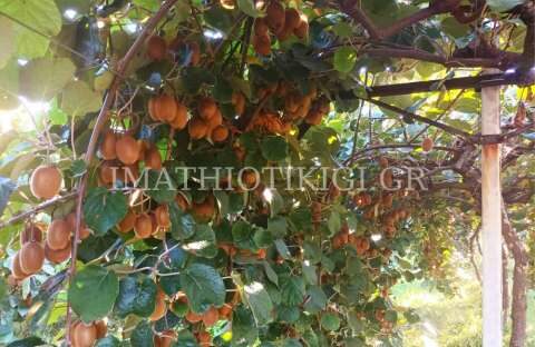 &Mu;έ&chi;&rho;&iota; &kappa;&alpha;&iota; 0,65 &epsilon;&upsilon;&rho;ώ &tau;&omicron; &kappa;&iota;&lambda;ό &tau;&alpha; &mu;&epsilon;&gamma;&alpha;&lambda;ό&kappa;&alpha;&rho;&pi;&alpha; &alpha;&kappa;&tau;&iota;&nu;ί&delta;&iota;&alpha; - &Pi;&omicron;&iota;&omicron;&iota; &omicron;&iota; &lambda;ό&gamma;&omicron;&iota; &epsilon;&mu;&phi;ά&nu;&iota;&sigma;&eta;&sigmaf; &mu;&iota;&kappa;&rho;&omicron;&kappa;&alpha;&rho;&pi;ί&alpha;&sigmaf;