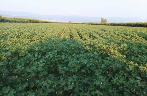 &Pi;&omega;&lambda;&epsilon;ί&tau;&alpha;&iota; &chi;&omega;&rho;ά&phi;&iota; 5,5 &sigma;&tau;&rho;έ&mu;&mu;&alpha;&tau;&alpha;