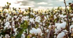 &Sigma;&tau;&omicron; 75% &tau;&eta;&sigmaf; &pi;&alpha;&rho;&alpha;&gamma;&omega;&gamma;ή&sigmaf; &alpha;&nu;&alpha;&mu;έ&nu;&epsilon;&tau;&alpha;&iota; &nu;&alpha; &phi;&tau;ά&sigma;&omicron;&upsilon;&nu; &omicron;&iota; &alpha;&pi;ώ&lambda;&epsilon;&iota;&epsilon;&sigmaf; &sigma;&tau;&omicron; &beta;&alpha;&mu;&beta;ά&kappa;&iota; &sigma;&tau;&eta; &Theta;&epsilon;&sigma;&sigma;&alpha;&lambda;ί&alpha;