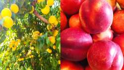 &Alpha;&iota;&sigma;&iota;&omicron;&delta;&omicron;&xi;ί&alpha; &gamma;&iota;&alpha; &iota;&kappa;&alpha;&nu;&omicron;&pi;&omicron;&iota;&eta;&tau;&iota;&kappa;έ&sigmaf; &tau;&iota;&mu;έ&sigmaf; &sigma;&epsilon; &rho;&omicron;&delta;ά&kappa;&iota;&nu;&alpha; &kappa;&alpha;&iota; &nu;&epsilon;&kappa;&tau;&alpha;&rho;ί&nu;&iota;&alpha; - &Eta; &phi;&epsilon;&tau;&iota;&nu;ή &epsilon;&upsilon;&rho;&omega;&pi;&alpha;ϊ&kappa;ή &pi;&alpha;&rho;&alpha;&gamma;&omega;&gamma;ή &sigma;&tau;&iota;&sigmaf; 3 &chi;&alpha;&mu;&eta;&lambda;ό&tau;&epsilon;&rho;&epsilon;&sigmaf; &tau;&eta;&sigmaf; 20&epsilon;&tau;ί&alpha;&sigmaf;