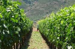 &Kappa;&Epsilon;&Omicron;&Sigma;&Omicron;&Epsilon;: &Alpha;&nu;&eta;&sigma;&upsilon;&chi;ί&alpha; &gamma;&iota;&alpha; &tau;&omicron; &mu;έ&lambda;&lambda;&omicron;&nu; &tau;&omicron;&upsilon; &Alpha;&tau;&tau;&iota;&kappa;&omicron;ύ &alpha;&mu;&pi;&epsilon;&lambda;ώ&nu;&alpha; &epsilon;&xi;έ&phi;&rho;&alpha;&sigma;&alpha;&nu; &omicron;&iota; &pi;&rho;ό&epsilon;&delta;&rho;&omicron;&iota; &alpha;&mu;&pi;&epsilon;&lambda;&omicron;&upsilon;&rho;&gamma;&iota;&kappa;ώ&nu; &kappa;&alpha;&iota; &omicron;&iota;&nu;&omicron;&pi;&omicron;&iota;&eta;&tau;&iota;&kappa;ώ&nu; &sigma;&upsilon;&nu;&epsilon;&tau;&alpha;&iota;&rho;&iota;&sigma;&mu;ώ&nu; &Alpha;&tau;&tau;&iota;&kappa;ή&sigmaf;