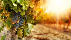 &Gamma;&epsilon;&omega;&rho;&gamma;&iota;&kappa;έ&sigmaf; &pi;&rho;&omicron;&epsilon;&iota;&delta;&omicron;&pi;&omicron;&iota;ή&sigma;&epsilon;&iota;&sigmaf; &gamma;&iota;&alpha; &tau;&omicron; &Alpha;&mu;&pi;έ&lambda;&iota;