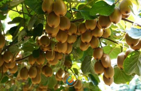 &Tau;&omicron; &zeta;&eta;&tau;ά&nu;&epsilon; &tau;&alpha; &Alpha;&kappa;&tau;&iota;&nu;ί&delta;&iota;ά &sigma;&omicron;&upsilon;, &epsilon;&sigma;ύ &theta;&alpha; &tau;&alpha; &alpha;&kappa;&omicron;ύ&sigma;&epsilon;&iota;&sigmaf;?