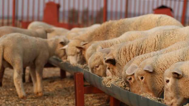 7 &alpha;&pi;&alpha;&nu;&tau;ή&sigma;&epsilon;&iota;&sigmaf; &sigma;&epsilon; &alpha;&nu;&alpha;&kappa;&rho;&iota;&beta;&epsilon;ί&sigmaf; &iota;&sigma;&chi;&upsilon;&rho;&iota;&sigma;&mu;&omicron;ύ&sigmaf; &pi;&epsilon;&rho;ί &epsilon;&mu;&beta;&omicron;&lambda;&iota;&alpha;&sigma;&mu;ώ&nu; (&epsilon;&upsilon;&lambda;&omicron;&gamma;&iota;ά &alpha;&iota;&gamma;&omicron;&pi;&rho;&omicron;&beta;ά&tau;&omega;&nu;)