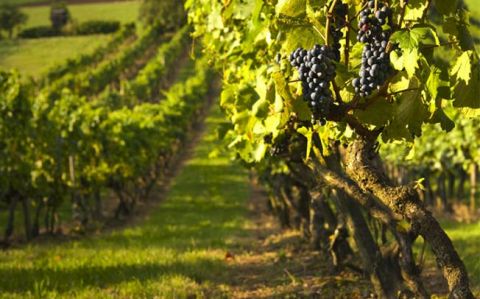 &Upsilon;&pi;&omicron;&beta;&omicron;&lambda;ή &Alpha;&iota;&tau;ή&sigma;&epsilon;&omega;&nu;-&Upsilon;&pi;&epsilon;ύ&theta;&upsilon;&nu;&omega;&nu; &delta;&eta;&lambda;ώ&sigma;&epsilon;&omega;&nu; &gamma;&iota;&alpha; έ&nu;&tau;&alpha;&xi;&eta; &sigma;&tau;&omicron; &Pi;&rho;ό&gamma;&rho;&alpha;&mu;&mu;&alpha; &Alpha;&nu;&alpha;&delta;&iota;ά&rho;&theta;&rho;&omega;&sigma;&eta;&sigmaf; &amp; &Mu;&epsilon;&tau;&alpha;&tau;&rho;&omicron;&pi;ή&sigmaf; &Alpha;&mu;&pi;&epsilon;&lambda;ώ&nu;&omega;&nu; &pi;&epsilon;&rho;&iota;ό&delta;&omicron;&upsilon; 2021- 2022