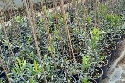 &Delta;&epsilon;&sigmaf; &Nu;έ&epsilon;&sigmaf; &Iota;&tau;&alpha;&lambda;&iota;&kappa;έ&sigmaf; &Pi;&omicron;&iota;&kappa;&iota;&lambda;ί&epsilon;&sigmaf; &Epsilon;&lambda;&iota;ά&sigmaf;!