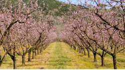 &Tau;&omicron; &pi;&rho;ό&beta;&lambda;&eta;&mu;&alpha; &tau;&eta;&sigmaf; &alpha;&kappa;&alpha;&rho;&pi;ί&alpha;&sigmaf; &kappa;&alpha;&iota; &tau;&omicron;&upsilon; &pi;&epsilon;&rho;&omicron;&nu;ό&sigma;&pi;&omicron;&rho;&omicron;&upsilon; &theta;&alpha; &theta;έ&sigma;&epsilon;&iota; &omicron; &Upsilon;&pi;&Alpha;&Alpha;&Tau; &sigma;&tau;&eta; &sigma;&upsilon;&nu;&epsilon;&delta;&rho;ί&alpha;&sigma;&eta; &tau;&eta;&sigmaf; &Omicron;&mu;ά&delta;&alpha;&sigmaf; EUMED-9