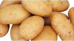 &Pi;&alpha;&tau;ά&tau;&alpha;: &Gamma;&epsilon;&omega;&rho;&gamma;&iota;&kappa;έ&sigmaf; &Pi;&rho;&omicron;&epsilon;&iota;&delta;&omicron;&pi;&omicron;&iota;ή&sigma;&epsilon;&iota;&sigmaf;