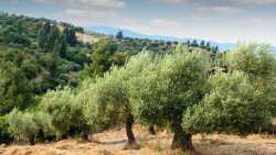 &Gamma;&epsilon;&omega;&rho;&gamma;&iota;&kappa;έ&sigmaf; &pi;&rho;&omicron;&epsilon;&iota;&delta;&omicron;&pi;&omicron;&iota;ή&sigma;&epsilon;&iota;&sigmaf; &gamma;&iota;&alpha; &tau;&eta;&nu; &Epsilon;&lambda;&iota;ά