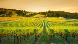 &Kappa;&Epsilon;&Omicron;&Sigma;&Omicron;&Epsilon;: &Eta; &mu;&alpha;&phi;ί&alpha; &tau;&rho;&iota;&pi;&lambda;&alpha;&sigma;&iota;ά&zeta;&epsilon;&iota; &tau;&eta;&nu; &tau;&iota;&mu;ή &tau;&omega;&nu; &sigma;&tau;&alpha;&phi;&upsilon;&lambda;&iota;ώ&nu; &sigma;&tau;&eta;&nu; &Iota;&tau;&alpha;&lambda;ί&alpha;