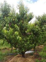 &Pi;&rho;&omicron;&theta;&epsilon;&sigma;&mu;ί&alpha; &upsilon;&pi;&omicron;&beta;&omicron;&lambda;ή&sigmaf; &omicron;&rho;&iota;&sigma;&tau;&iota;&kappa;ώ&nu; &delta;&eta;&lambda;ώ&sigma;&epsilon;&omega;&nu; &zeta;&eta;&mu;&iota;ά&sigmaf; &alpha;&pi;ό &pi;&alpha;&gamma;&epsilon;&tau;ό &tau;&eta;&sigmaf; 17-03-2020 &sigma;&epsilon; &omicron;&pi;&omega;&rho;&omicron;&phi;ό&rho;&alpha; &delta;έ&nu;&tau;&rho;&alpha; &tau;&eta;&sigmaf; &Tau;&omicron;&pi;&iota;&kappa;ή&sigmaf; &Kappa;&omicron;&iota;&nu;ό&tau;&eta;&tau;&alpha;&sigmaf; &Beta;έ&rho;&omicron;&iota;&alpha;&sigmaf;