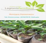 &Phi;&upsilon;&tau;ώ&rho;&iota;&alpha; &kappa;&eta;&pi;&epsilon;&upsilon;&tau;&iota;&kappa;ώ&nu; LagionisFarmFood - &Pi;&alpha;&rho;ά&delta;&omicron;&sigma;&eta; &sigma;&tau;&omicron; &chi;ώ&rho;&omicron; &sigma;&alpha;&sigmaf; !!!