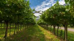 &Delta;&epsilon;&iota;&gamma;&mu;&alpha;&tau;&omicron;&lambda;&eta;&psi;ί&alpha; &phi;ύ&lambda;&lambda;&omega;&nu; - &Gamma;&iota;&alpha;&tau;ί &epsilon;ί&nu;&alpha;&iota; &sigma;&eta;&mu;&alpha;&nu;&tau;&iota;&kappa;ή