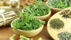 &Tau;&alpha; 21 &epsilon;&kappa;&pi;&lambda;&eta;&kappa;&tau;&iota;&kappa;ά &beta;ό&tau;&alpha;&nu;&alpha; &tau;&eta;&sigmaf; &epsilon;&lambda;&lambda;&eta;&nu;&iota;&kappa;ή&sigmaf; &gamma;&eta;&sigmaf; &kappa;&iota; &omicron;&iota; &iota;&delta;&iota;ό&tau;&eta;&tau;έ&sigmaf; &tau;&omicron;&upsilon;&sigmaf;