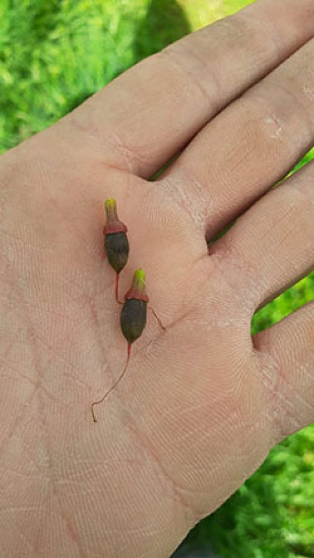 &Tau;&omicron; &kappa;ύ&mu;&alpha; &pi;&alpha;&gamma;&epsilon;&tau;&omicron;ύ &delta;&epsilon;&nu; ά&phi;&eta;&sigma;&epsilon; &alpha;&lambda;ώ&beta;&eta;&tau;&alpha; &omicron;ύ&tau;&epsilon; &tau;&alpha; &pi;&upsilon;&rho;&eta;&nu;ό&kappa;&alpha;&rho;&pi;&alpha; &tau;&eta;&sigmaf; &Iota;&tau;&alpha;&lambda;ί&alpha;&sigmaf;