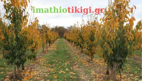 &Omicron;&Pi;&Epsilon;&Kappa;&Epsilon;&Pi;&Epsilon;: &Epsilon;&phi;&alpha;&rho;&mu;&omicron;&gamma;ή &lambda;ή&psi;&eta;&sigmaf; &phi;&omega;&tau;&omicron;&gamma;&rho;&alpha;&phi;&iota;ώ&nu; (Geotagged photos) &tau;&omega;&nu; &alpha;&gamma;&rho;&omicron;&tau;&epsilon;&mu;&alpha;&chi;ί&omega;&nu; &sigma;&tau;&iota;&sigmaf; &Pi;.&Epsilon;. &Tau;&rho;&iota;&kappa;ά&lambda;&omega;&nu;, &Eta;&mu;&alpha;&theta;ί&alpha;&sigmaf; &kappa;&alpha;&iota; &Kappa;&alpha;&rho;&delta;ί&tau;&sigma;&alpha;&sigmaf;