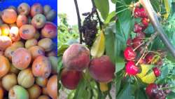 &Sigma;&tau;&alpha; &chi;&omega;&rho;ά&phi;&iota;&alpha; &pi;&omicron;&upsilon; &chi;&tau;&upsilon;&pi;ή&theta;&eta;&kappa;&alpha;&nu; &alpha;&pi;ό &tau;&iota;&sigmaf; ά&kappa;&alpha;&iota;&rho;&epsilon;&sigmaf; &kappa;&alpha;&iota; &upsilon;&pi;&epsilon;&rho;&beta;&omicron;&lambda;&iota;&kappa;έ&sigmaf; &beta;&rho;&omicron;&chi;&omicron;&pi;&tau;ώ&sigma;&epsilon;&iota;&sigmaf; &kappa;&alpha;&iota; &chi;&alpha;&lambda;ά&zeta;&iota; &pi;&epsilon;&rho;&iota;ό&delta;&epsilon;&upsilon;&sigma;&epsilon; &omicron; &Gamma;&iota;ώ&rho;&gamma;&omicron;&sigmaf; &Kappa;&alpha;&rho;&alpha;&sigma;&mu;ά&nu;&eta;&sigmaf;