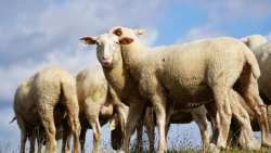 &Pi;&epsilon;&rho;&iota;&phi;έ&rho;&epsilon;&iota;&alpha; &Kappa;&rho;ή&tau;&eta;&sigmaf;: &Sigma;&omicron;&beta;&alpha;&rho;έ&sigmaf; &alpha;&nu;&tau;&iota;&rho;&rho;ή&sigma;&epsilon;&iota;&sigmaf; &gamma;&iota;&alpha; &tau;&iota;&sigmaf; &omicron;&delta;&eta;&gamma;ί&epsilon;&sigmaf; &delta;&iota;&alpha;&kappa;ί&nu;&eta;&sigma;&eta;&sigmaf; &zeta;&omega;&omicron;&tau;&rho;&omicron;&phi;ώ&nu; &tau;&omicron;&upsilon; &Upsilon;&Pi;&Alpha;&Alpha;&Tau; - &Kappa;ί&nu;&delta;&upsilon;&nu;&omicron;&sigmaf; &epsilon;&iota;&sigma;&alpha;&gamma;&omega;&gamma;ή&sigmaf; &tau;&eta;&sigmaf; &epsilon;&upsilon;&lambda;&omicron;&gamma;&iota;ά&sigmaf; &tau;&omega;&nu; &alpha;&iota;&gamma;&omicron;&pi;&rho;&omicron;&beta;ά&tau;&omega;&nu;