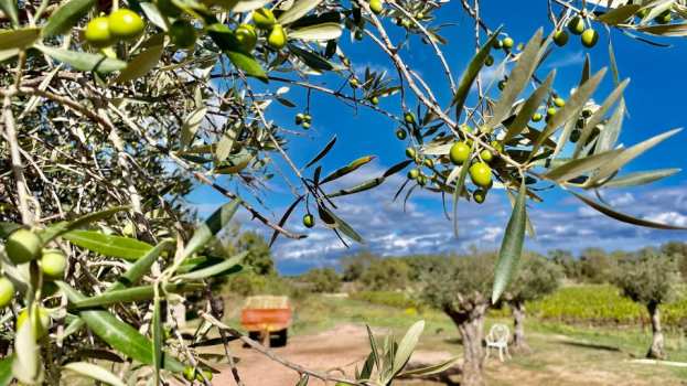 &Gamma;&epsilon;&omega;&rho;&gamma;&iota;&kappa;έ&sigmaf; &pi;&rho;&omicron;&epsilon;&iota;&delta;&omicron;&pi;&omicron;&iota;ή&sigma;&epsilon;&iota;&sigmaf; &gamma;&iota;&alpha; &tau;&eta;&nu; &Epsilon;&lambda;&iota;ά | &Alpha;&gamma;&rho;&omicron;&tau;&iota;&kappa;ά &nu;έ&alpha; IMATHIOTIKIGI.GR