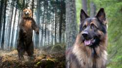 &Tau;&sigma;&omicron;&mu;&pi;ά&nu;&omicron;&sigmaf; &alpha;&nu;&tau;ί&kappa;&rho;&iota;&sigma;&epsilon; &alpha;&rho;&kappa;&omicron;ύ&delta;&alpha; &sigma;&epsilon; &pi;&epsilon;&rho;&iota;&omicron;&chi;ή &tau;&eta;&sigmaf; &Theta;&epsilon;&sigma;&sigma;&alpha;&lambda;&omicron;&nu;ί&kappa;&eta;&sigmaf; - &Tau;&eta;&nu; &kappa;ύ&kappa;&lambda;&omega;&sigma;&alpha;&nu; &tau;&alpha; &tau;&sigma;&omicron;&mu;&pi;&alpha;&nu;ό&sigma;&kappa;&upsilon;&lambda;ά &tau;&omicron;&upsilon;