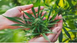 Έ&rho;&epsilon;&upsilon;&nu;&alpha; &tau;&omicron;&upsilon; &Epsilon;&theta;&nu;&iota;&kappa;&omicron;ύ &Kappa;&alpha;&pi;&omicron;&delta;&iota;&sigma;&tau;&rho;&iota;&alpha;&kappa;&omicron;ύ &Pi;&alpha;&nu;&epsilon;&pi;&iota;&sigma;&tau;&eta;&mu;ί&omicron;&upsilon; &Alpha;&theta;&eta;&nu;ώ&nu; &gamma;&iota;&alpha; &nu;&alpha; &epsilon;&pi;&iota;&beta;&epsilon;&beta;&alpha;&iota;&omega;&theta;&epsilon;ί &eta; &alpha;&nu;&tau;&iota;&kappa;&alpha;&rho;&kappa;&iota;&nu;&iota;&kappa;ή &delta;&rho;ά&sigma;&eta; &tau;&eta;&sigmaf; &kappa;ά&nu;&nu;&alpha;&beta;&eta;&sigmaf;