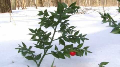 &Pi;&omega;&sigmaf; &beta;&omicron;&eta;&theta;ά&epsilon;&iota; &tau;&omicron; &chi;&iota;ό&nu;&iota; &tau;&alpha; &phi;&upsilon;&tau;ά &kappa;&alpha;&iota; &pi;&omicron;&iota;&epsilon;&sigmaf; &kappa;&alpha;&lambda;&lambda;&iota;έ&rho;&gamma;&epsilon;&iota;&epsilon;&sigmaf; &tau;&omicron; &chi;&rho;&epsilon;&iota;ά&zeta;&omicron;&nu;&tau;&alpha;&iota;