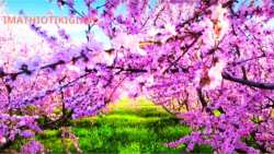 &Alpha;&nu;&theta;&iota;&sigma;&mu;έ&nu;&epsilon;&sigmaf; &rho;&omicron;&delta;&alpha;&kappa;&iota;&nu;&iota;έ&sigmaf;: &Epsilon;&nu;ώ &eta; &phi;ύ&sigma;&eta; &zeta;&omega;&nu;&tau;&alpha;&nu;&epsilon;ύ&epsilon;&iota;&hellip;.&omicron;&iota; &pi;&alpha;&rho;&alpha;&gamma;&omega;&gamma;&omicron;ί &laquo;&alpha;&rho;&gamma;&omicron;&pi;&epsilon;&theta;&alpha;ί&nu;&omicron;&upsilon;&nu;&raquo;