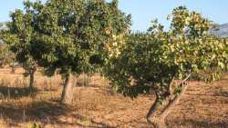 &Phi;&iota;&sigma;&tau;&iota;&kappa;&iota;ά: &Omicron;&delta;&eta;&gamma;ί&epsilon;&sigmaf; &psi;&epsilon;&kappa;&alpha;&sigma;&mu;&omicron;ύ &gamma;&iota;&alpha; &tau;&eta;&nu; &alpha;&nu;&tau;&iota;&mu;&epsilon;&tau;ώ&pi;&iota;&sigma;&eta; &alpha;&sigma;&theta;&epsilon;&nu;&epsilon;&iota;ώ&nu;