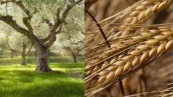 &Pi;&omega;&sigmaf; &eta; &kappa;&lambda;&iota;&mu;&alpha;&tau;&iota;&kappa;ή &alpha;&lambda;&lambda;&alpha;&gamma;ή &alpha;&pi;&epsilon;&iota;&lambda;&epsilon;ί &tau;&alpha; &sigma;&iota;&tau;&eta;&rho;ά &kappa;&alpha;&iota; &tau;&iota;&sigmaf; &epsilon;&lambda;&iota;έ&sigmaf;