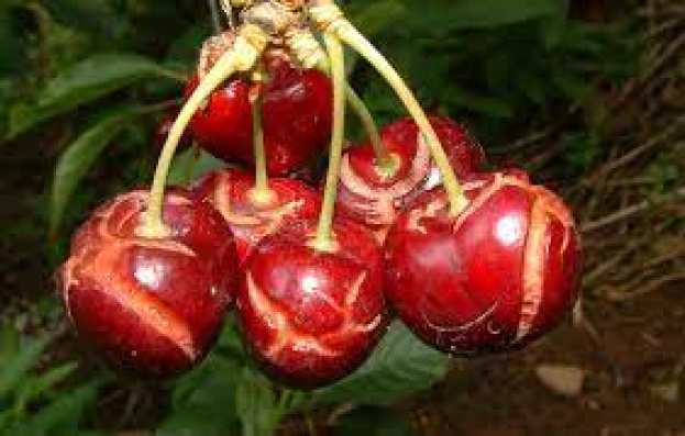 &Alpha;&nu;&alpha;&gamma;&gamma;&epsilon;&lambda;ί&alpha; &zeta;&eta;&mu;&iota;ώ&nu; &sigma;&epsilon; &kappa;&alpha;&lambda;&lambda;&iota;έ&rho;&gamma;&epsilon;&iota;&epsilon;&sigmaf; &pi;&rho;ώ&iota;&mu;&omega;&nu; &kappa;&epsilon;&rho;&alpha;&sigma;&iota;ώ&nu; &alpha;&pi;ό &beta;&rho;&omicron;&chi;ό&pi;&tau;&omega;&sigma;&eta; &sigma;&tau;&eta;&nu; &Delta;/&Tau;.&Kappa;. &Beta;&epsilon;&rho;&omicron;ί&alpha;&sigmaf;