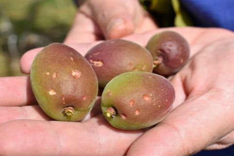 &Phi;&rho;. &Kappa;&alpha;&rho;&alpha;&sigma;&alpha;&rho;&lambda;ί&delta;&omicron;&upsilon;: &Nu;&alpha; &delta;&iota;&alpha;&gamma;&rho;&alpha;&phi;&omicron;ύ&nu; &kappa;&alpha;&iota; ό&chi;&iota; &nu;&alpha; &alpha;&nu;&alpha;&sigma;&tau;&alpha;&lambda;&omicron;ύ&nu; &omicron;&iota; &upsilon;&pi;&omicron;&chi;&rho;&epsilon;ώ&sigma;&epsilon;&iota;&sigmaf; &tau;&omega;&nu; &alpha;&gamma;&rho;&omicron;&tau;ώ&nu; &kappa;&alpha;&iota; &tau;&omega;&nu; &sigma;&upsilon;&nu;&epsilon;&tau;&alpha;&iota;&rho;&iota;&sigma;&mu;ώ&nu; &pi;&rho;&omicron;&sigmaf; &tau;&omicron; &delta;&eta;&mu;ό&sigma;&iota;&omicron; &kappa;&alpha;&iota; &tau;&iota;&sigmaf; &tau;&rho;ά&pi;&epsilon;&zeta;&epsilon;&sigmaf;